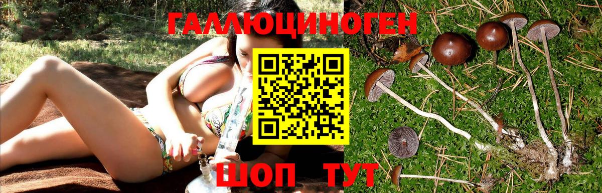 Псилоцибиновые грибы Psilocybe Дзержинский